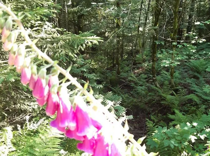 L'écrin Des Vosges Appartement Gérardmer